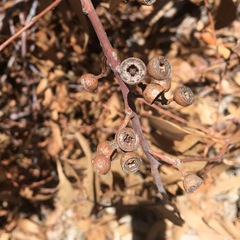 Eucalyptus andrewsii