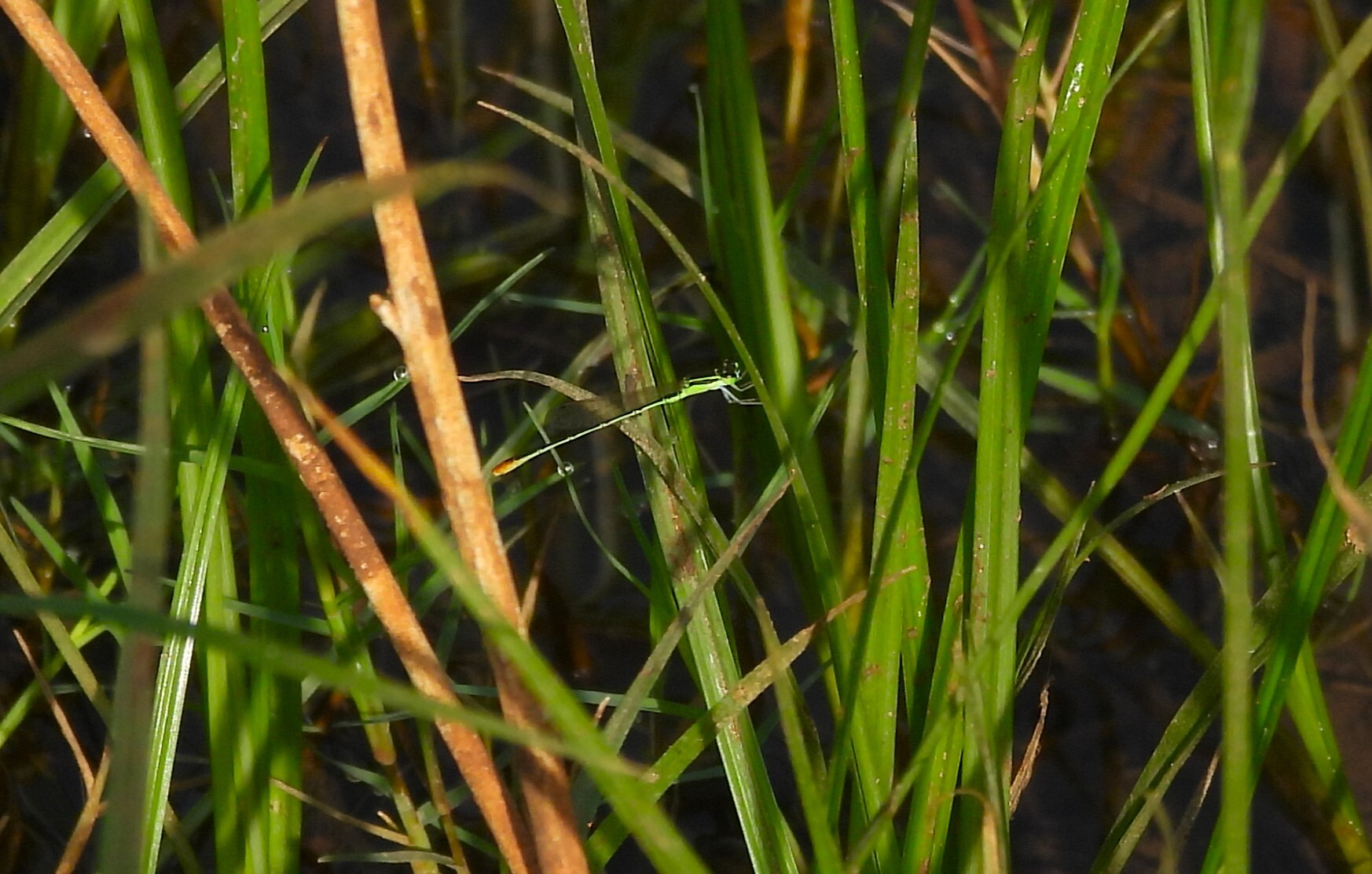 Pygmy Dartlet