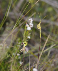 Caladenia parva