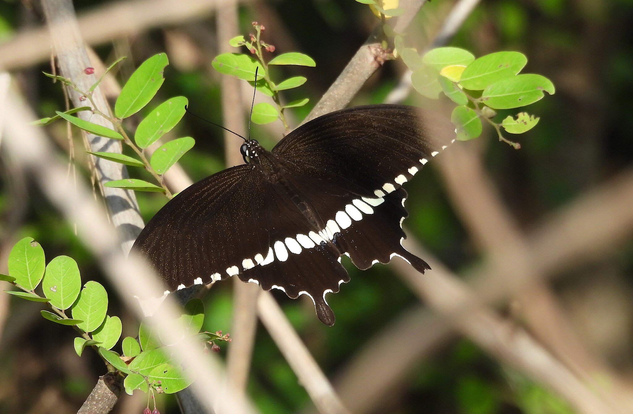 Common Mormon