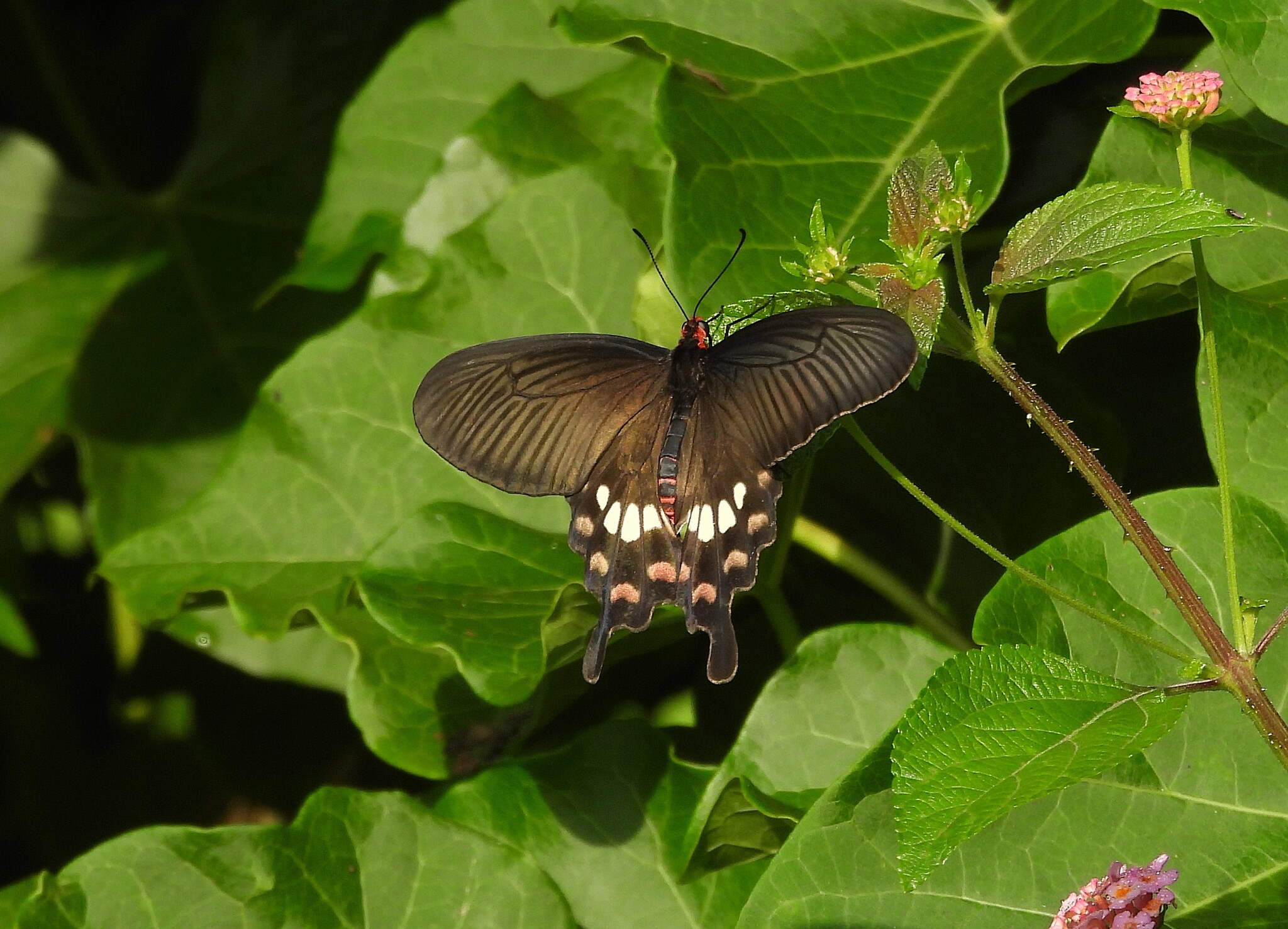 Common Rose