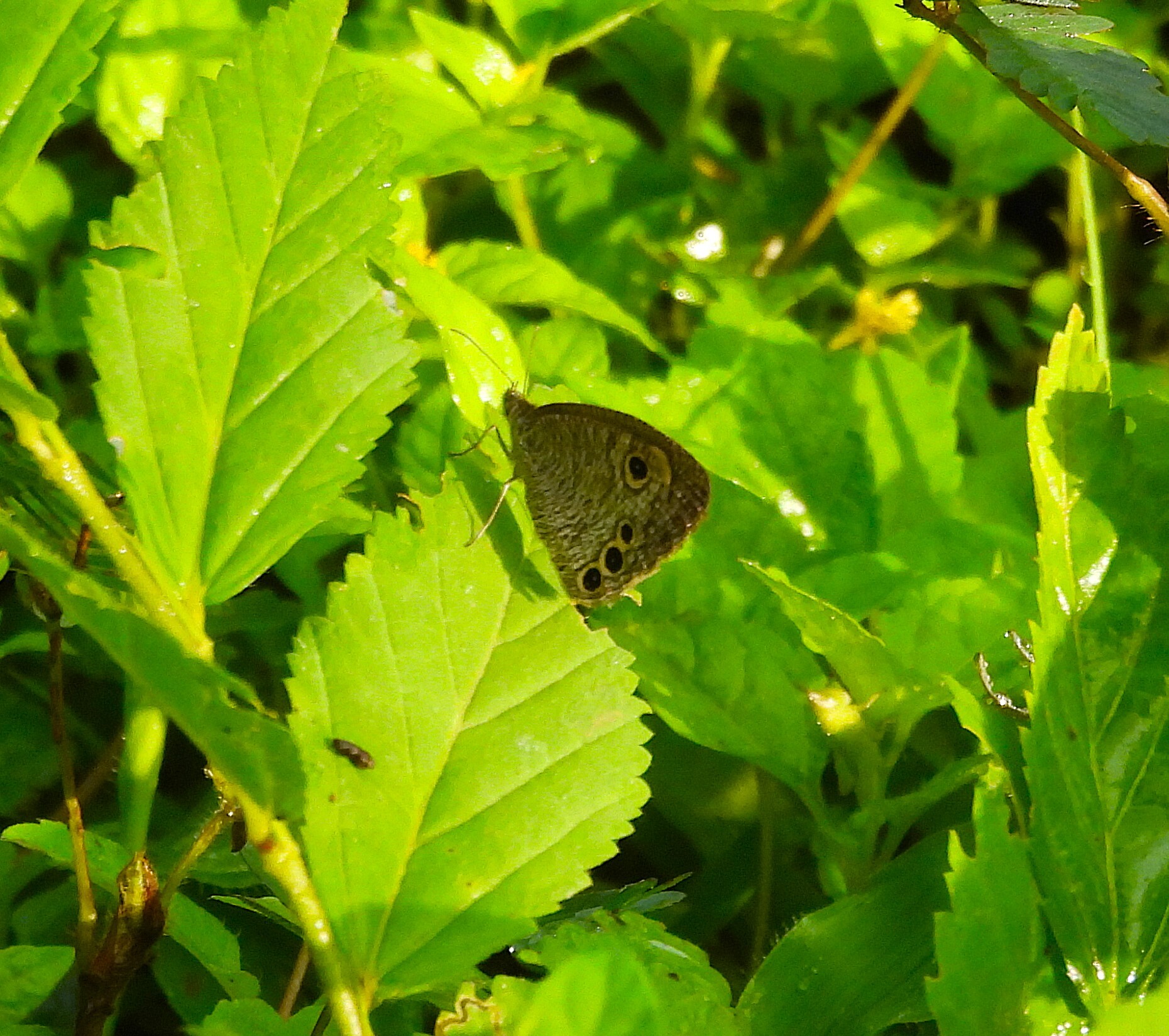 Common Four-Ring