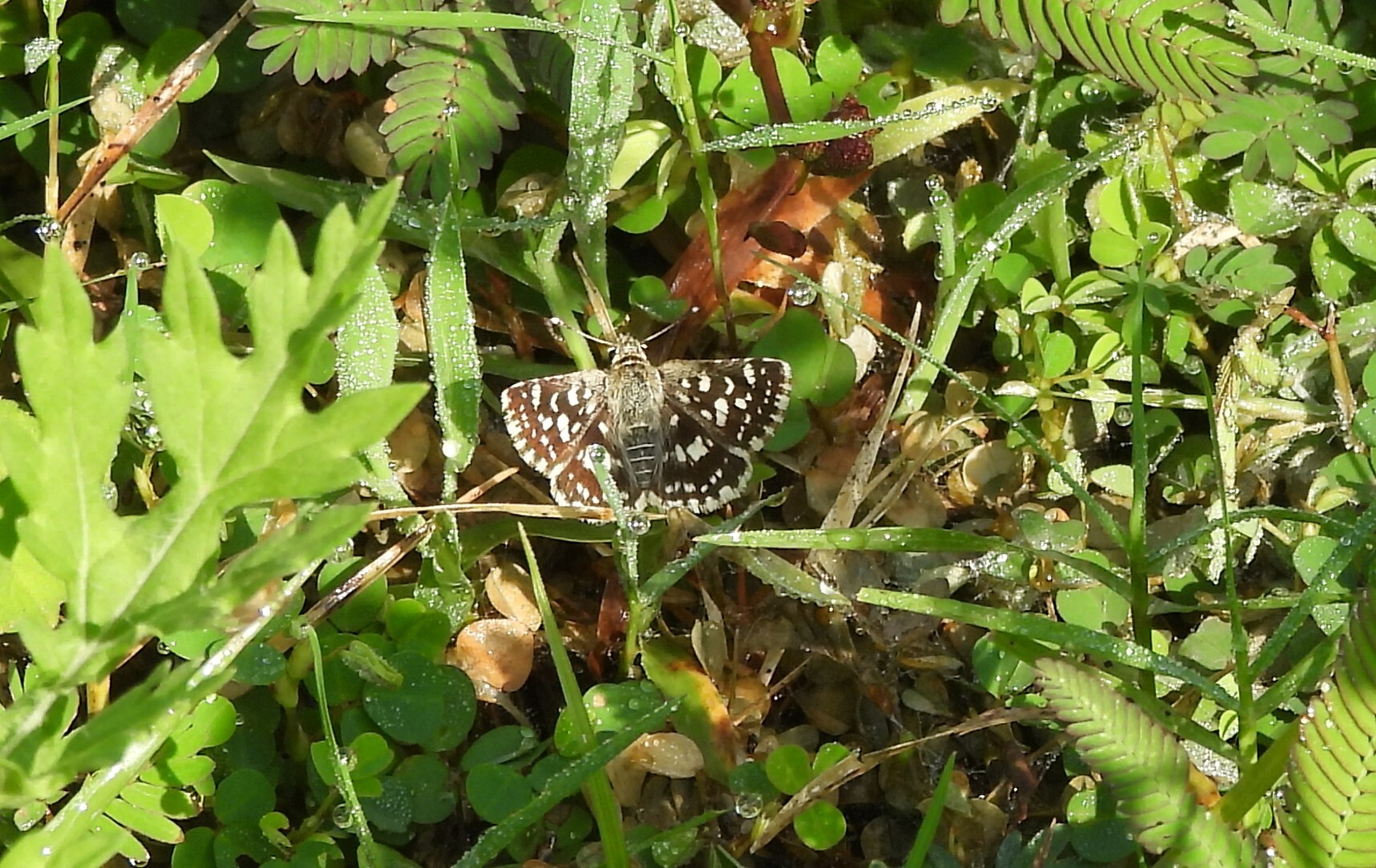 Asian Grizzled Skipper