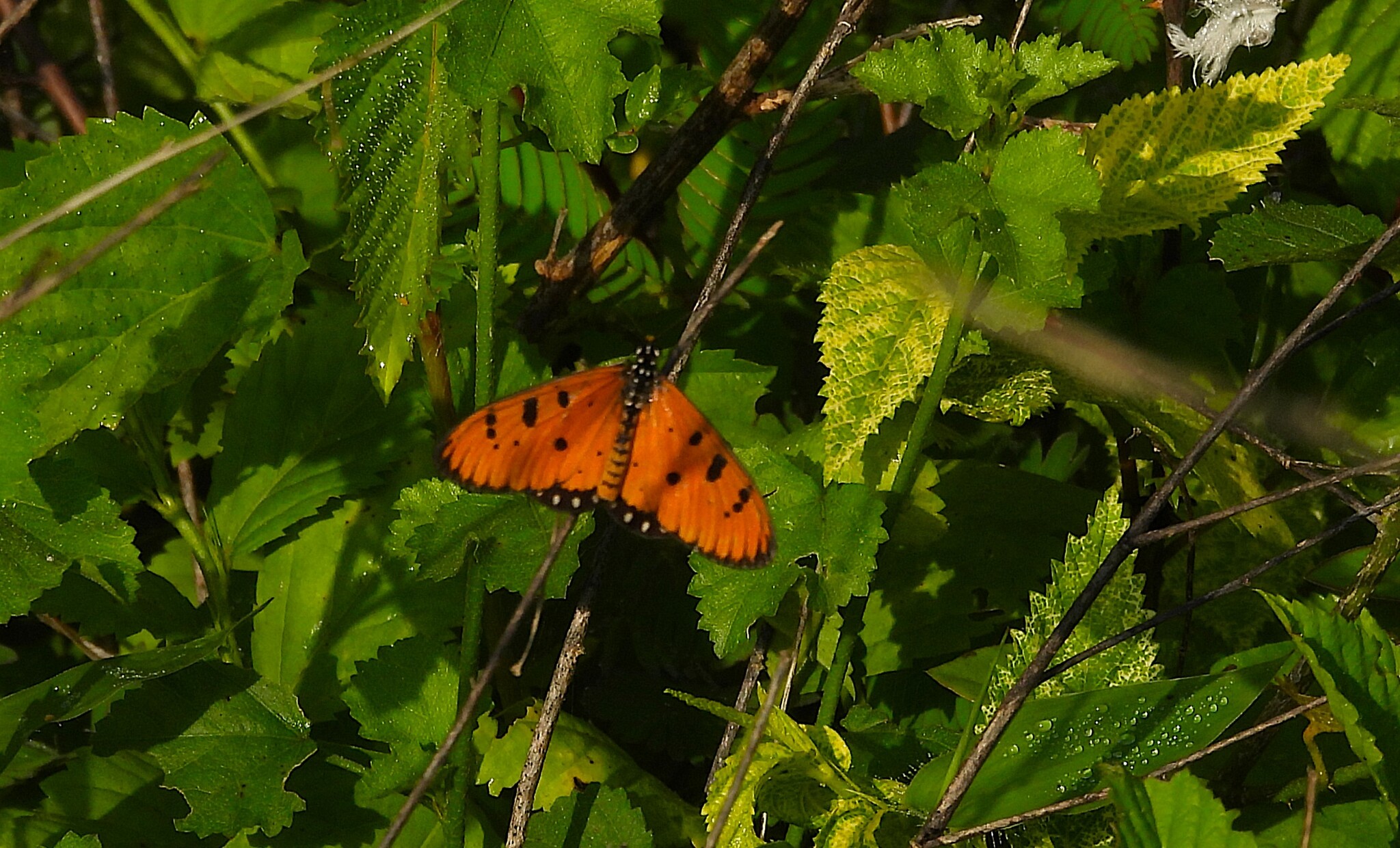 Tawny Coster