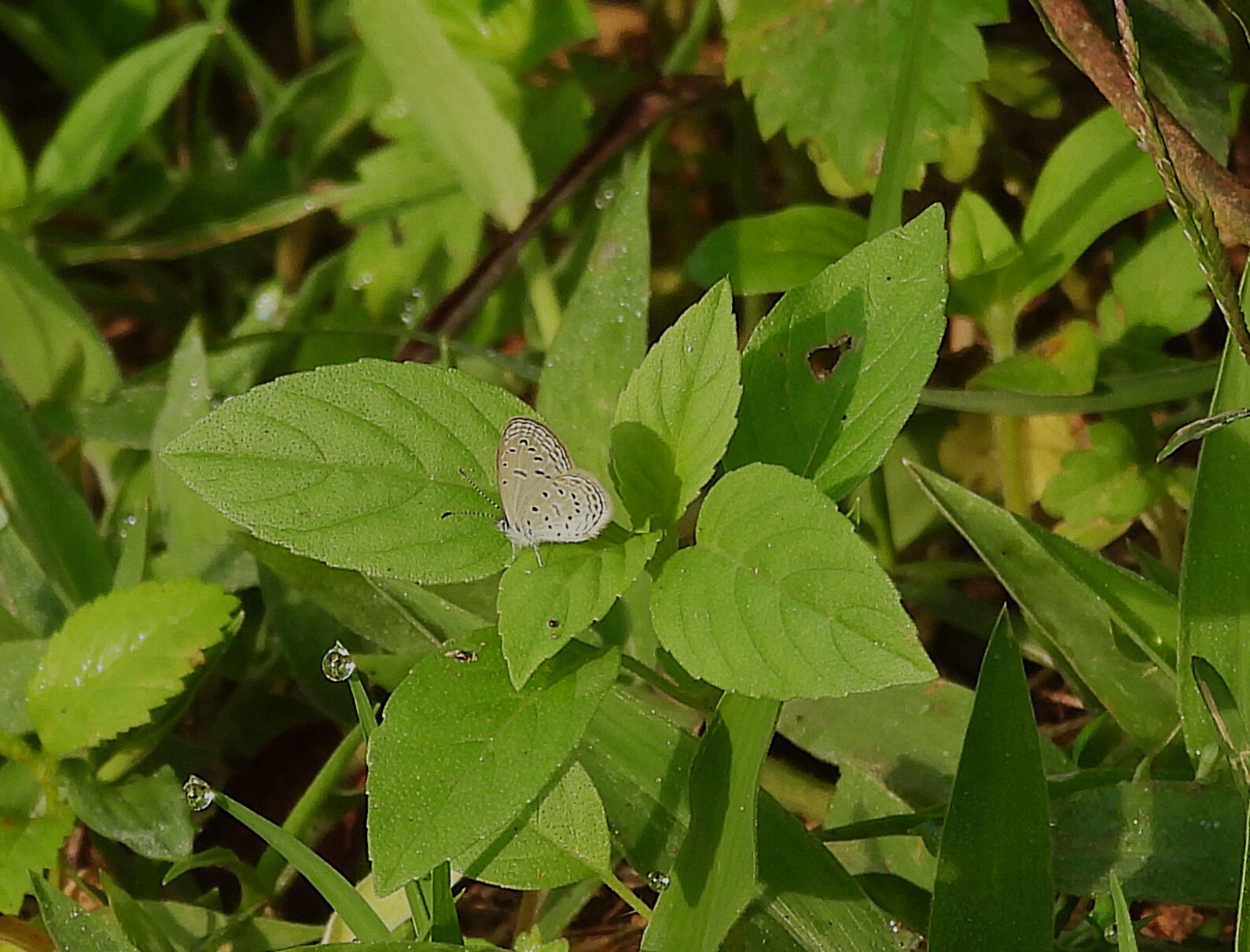 Tiny Grass Blue