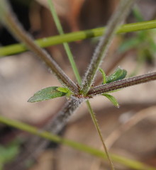 Opercularia scabrida