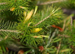 Stenanthera pinifolia