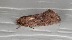 Syncometes vilis