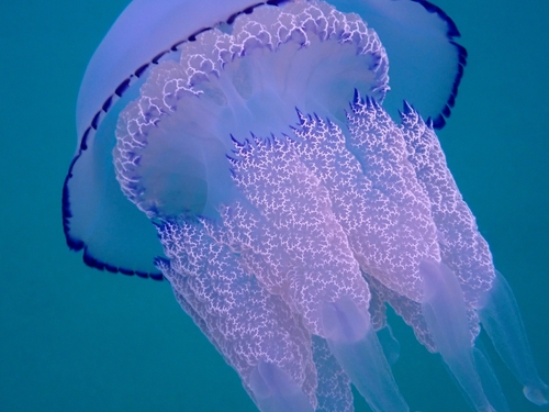 Barrel Jelly, photo 8 of 9