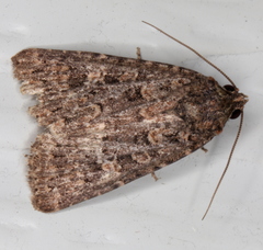 Hypoperigea tonsa