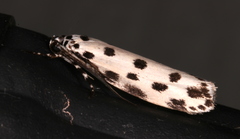 Ethmia sphaerosticha