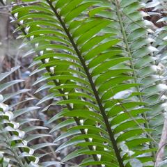Encephalartos altensteinii, photograph (c) Henry de Lange, some rights reserved (CC BY)