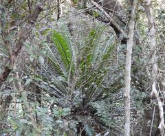 (c) Henry de Lange, some rights reserved (CC BY) Encephalartos altensteinii, photograph (c) Henry de Lange, some rights reserved (CC BY)