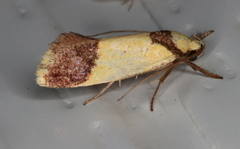 Crepidosceles timalphes