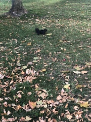 Sciurus carolinensis