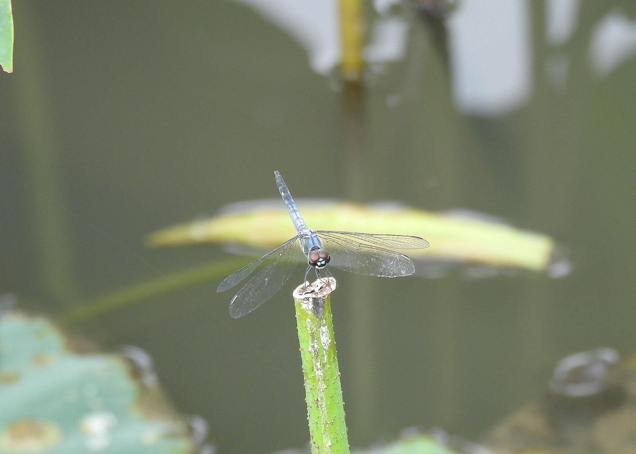 Little Blue Marsh Hawk