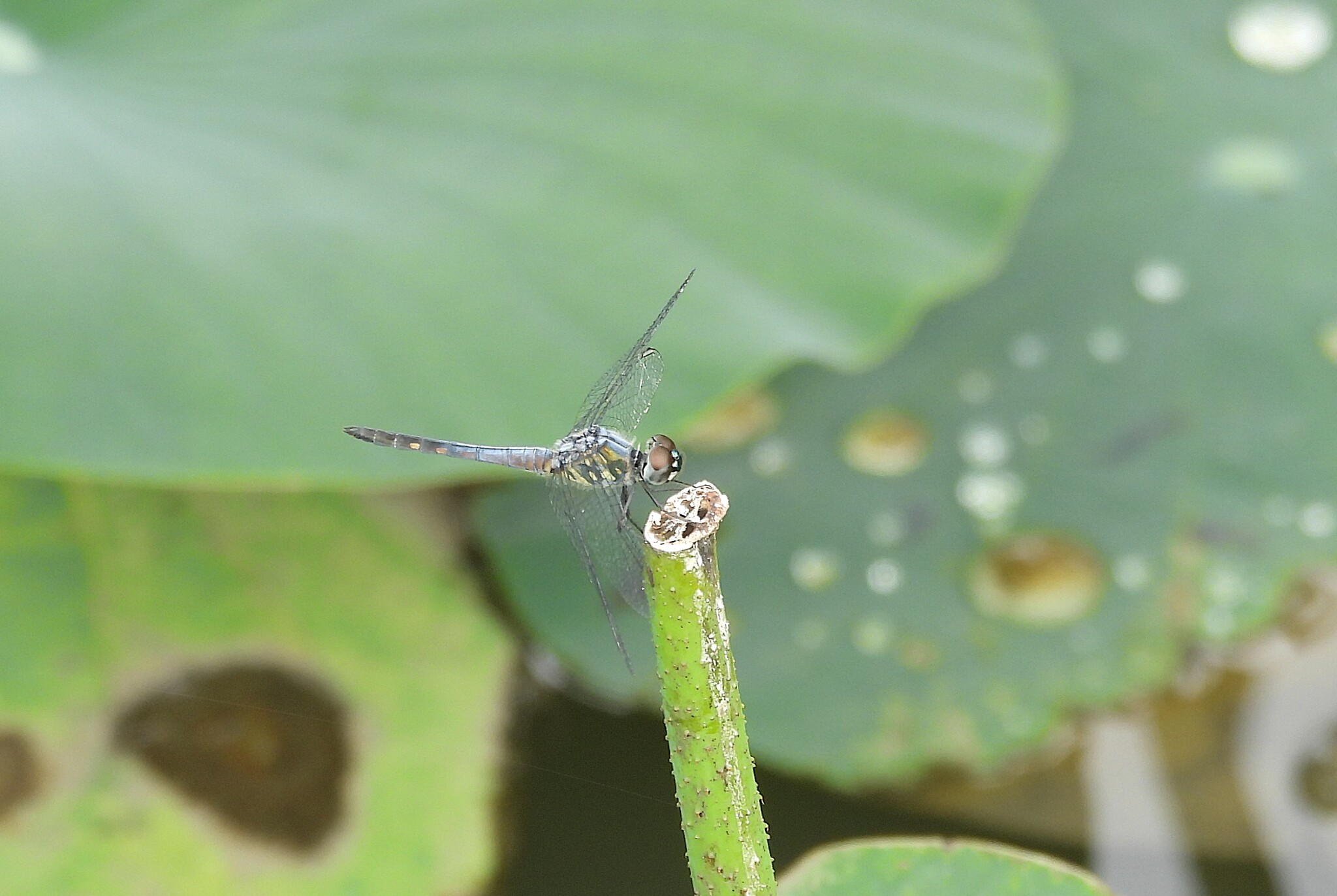 Little Blue Marsh Hawk
