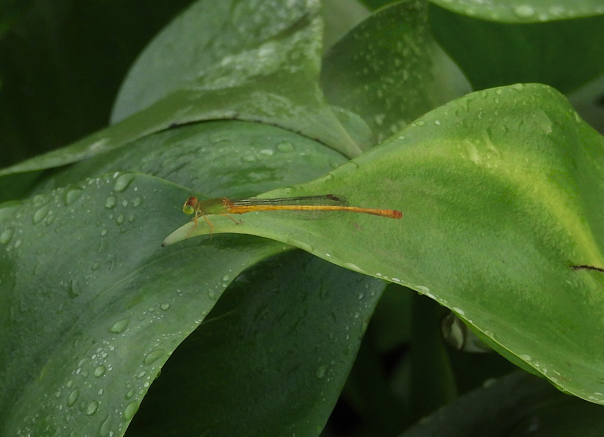 Coromandel Marsh Dart