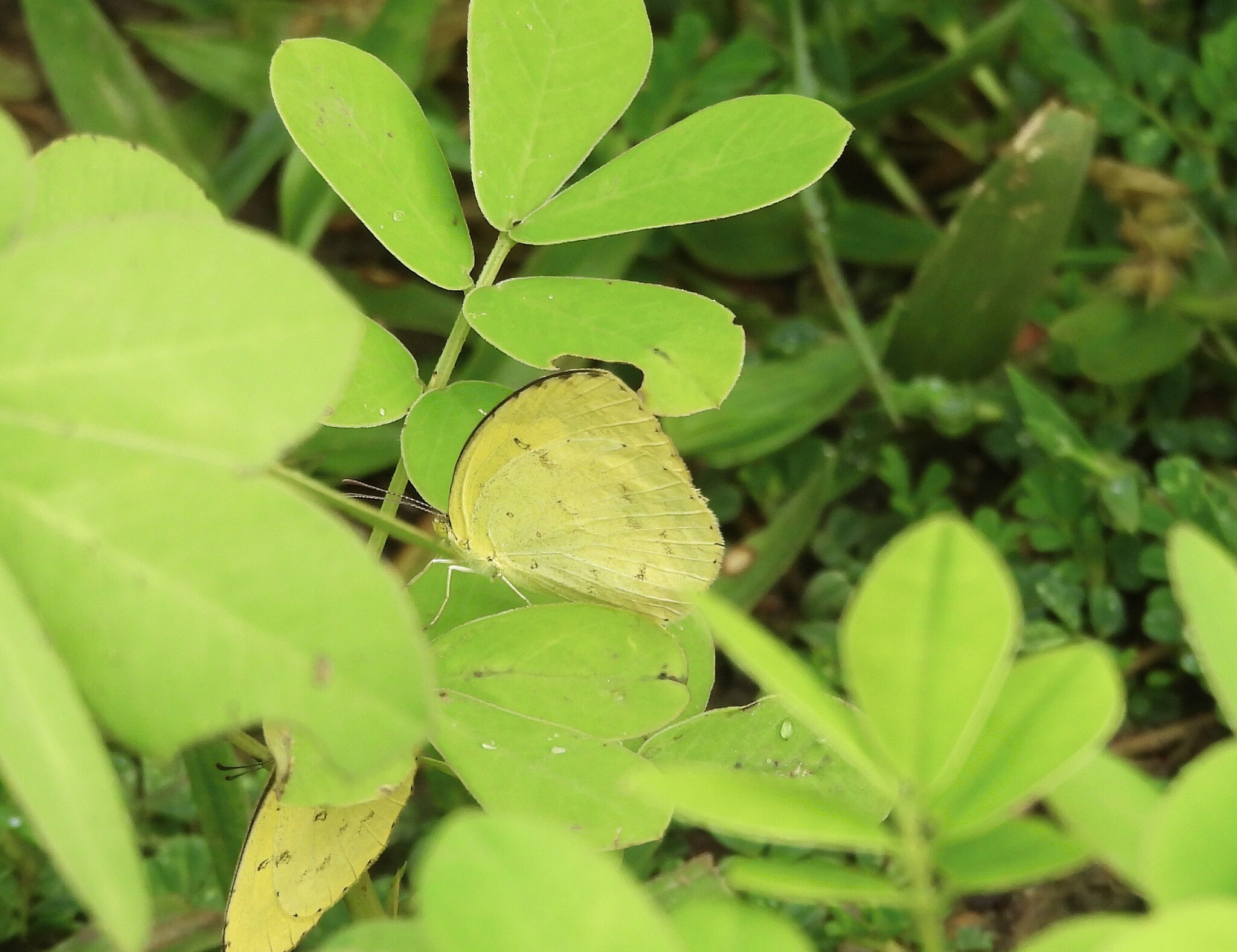 Common Grass Yellow