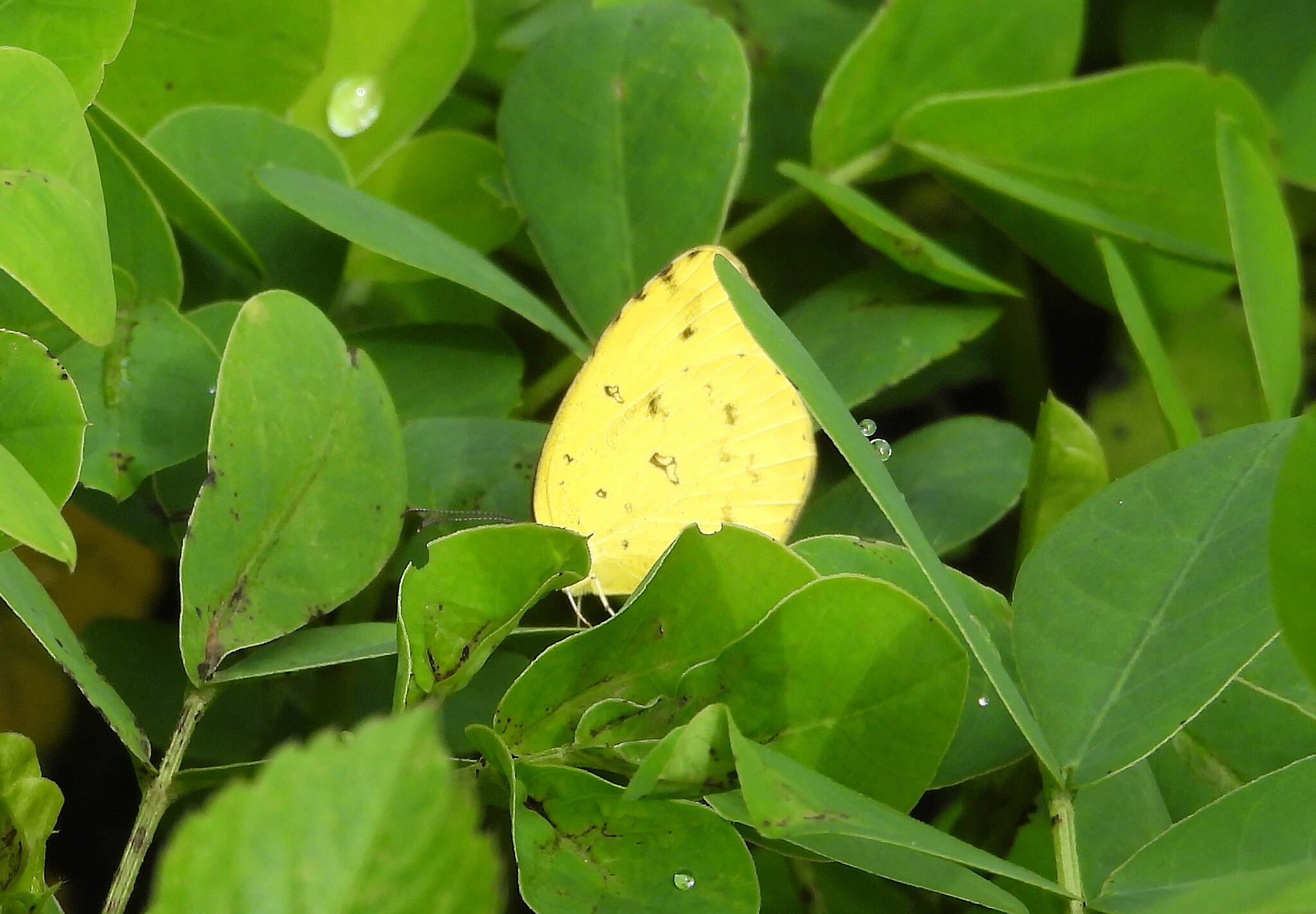 Common Grass Yellow