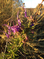 Trichostema lanatum
