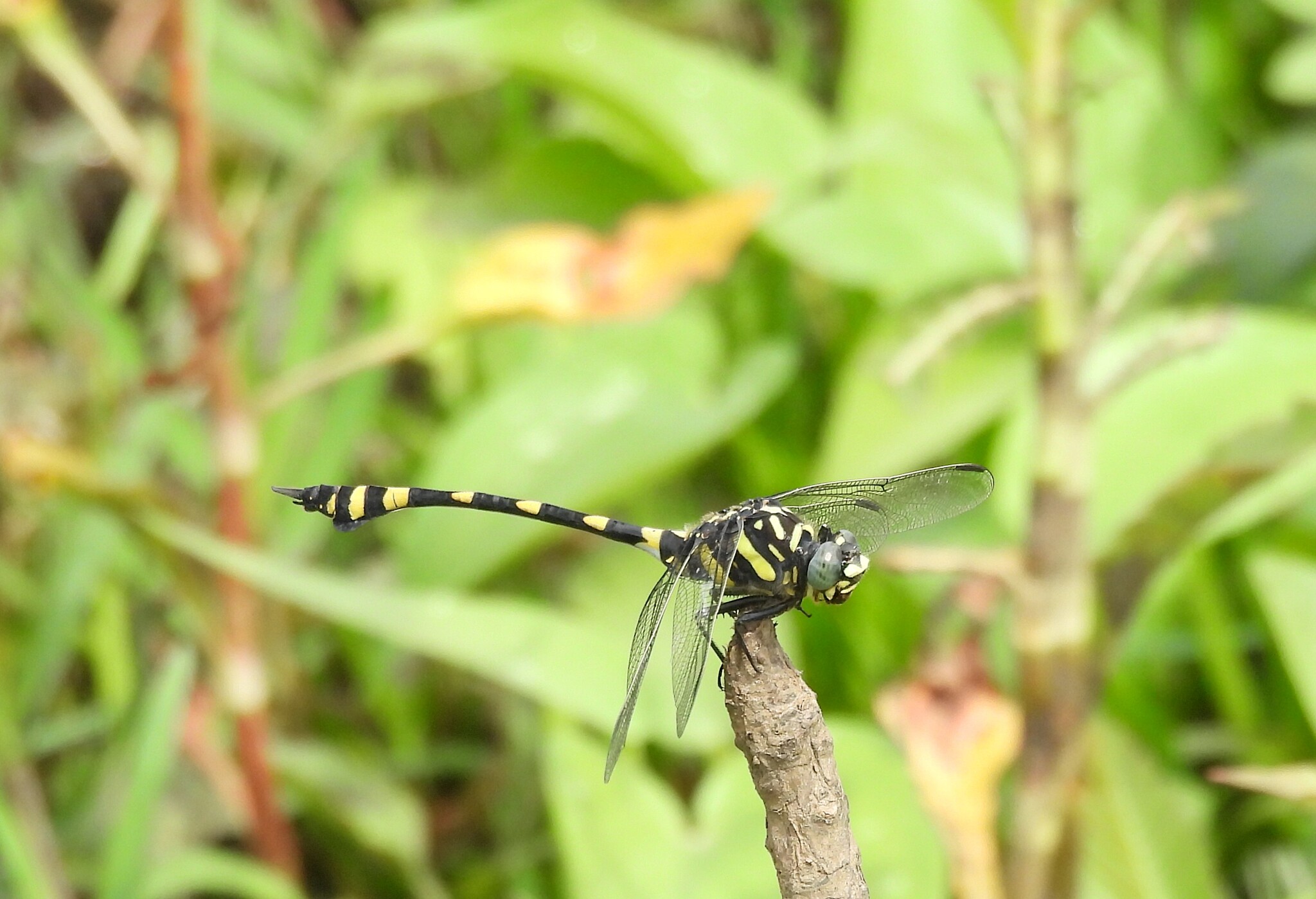 Indian Common Clubtail