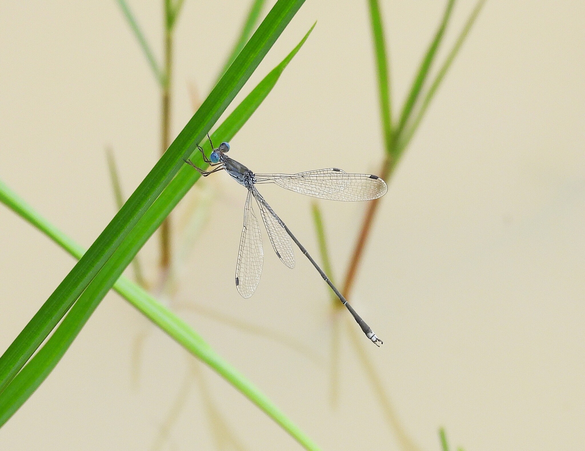 Emerald Spreadwing