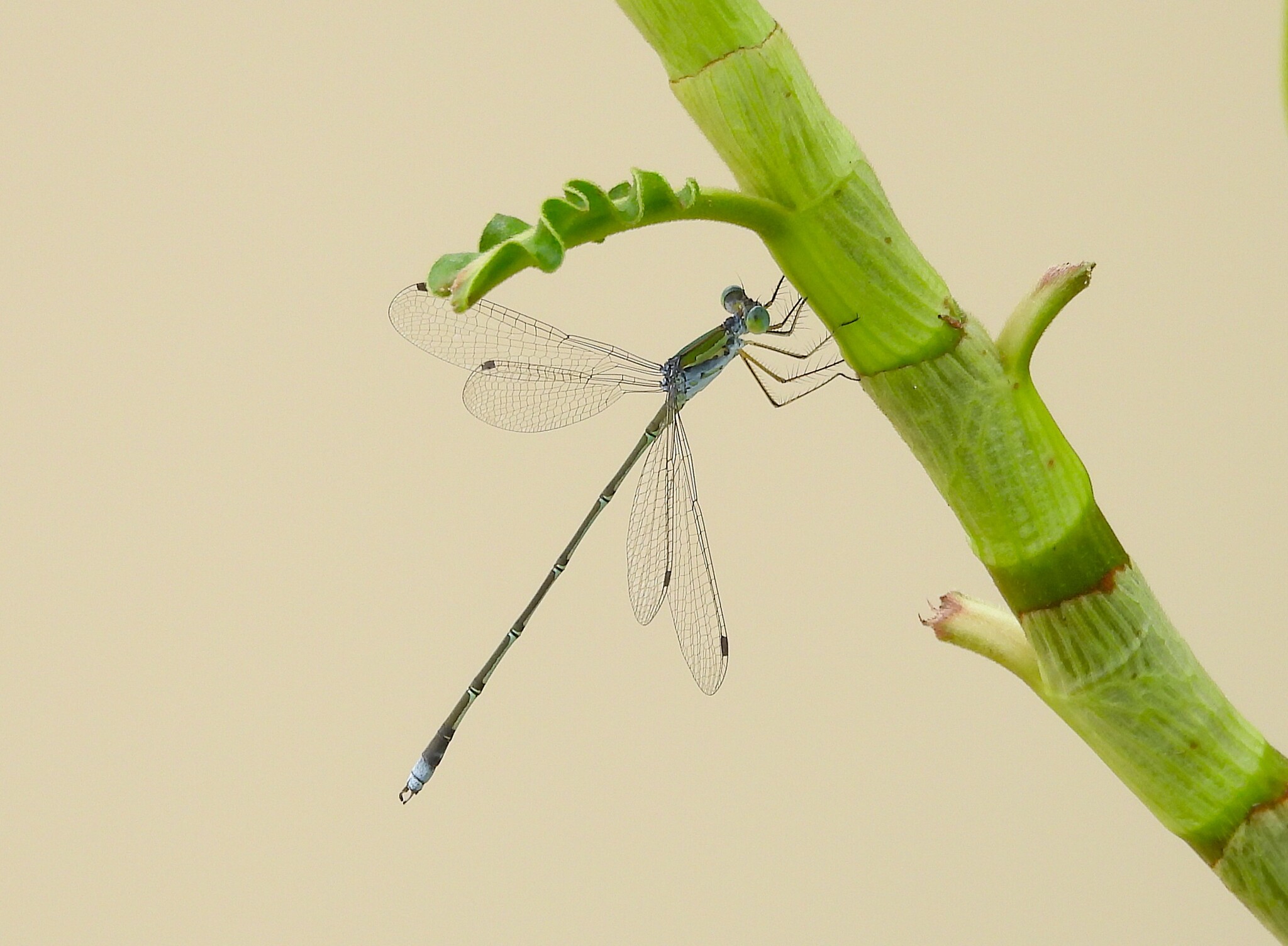 Emerald Spreadwing