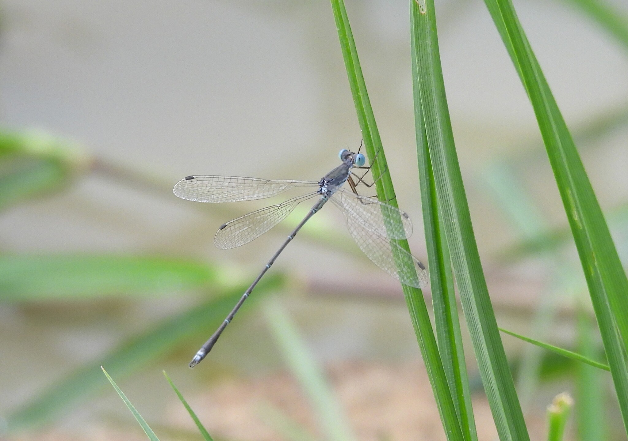 Emerald Spreadwing
