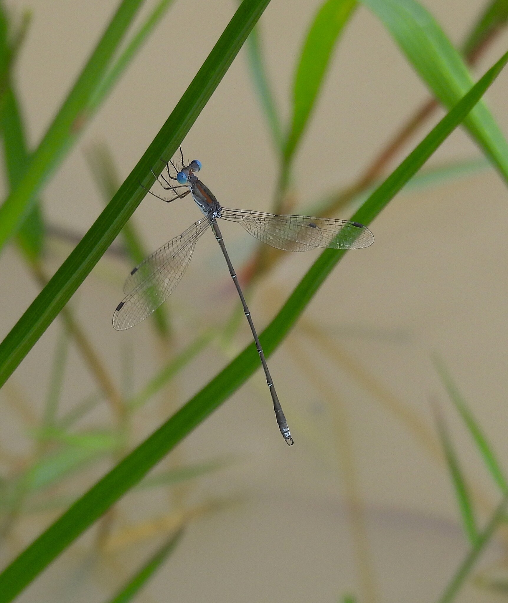 Emerald Spreadwing