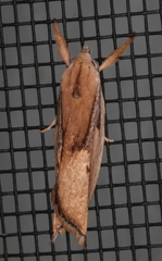 Pilostibes basivitta