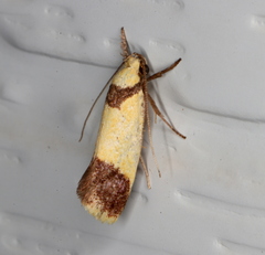 Crepidosceles timalphes