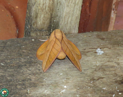 Oiticella convergens