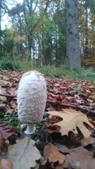 Coprinus comatus