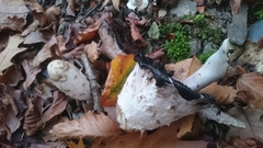 Coprinus comatus
