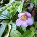 Henckelia urticifolia - Photo (c) Elizabeth Byers, μερικά δικαιώματα διατηρούνται (CC BY-NC), uploaded by Elizabeth Byers