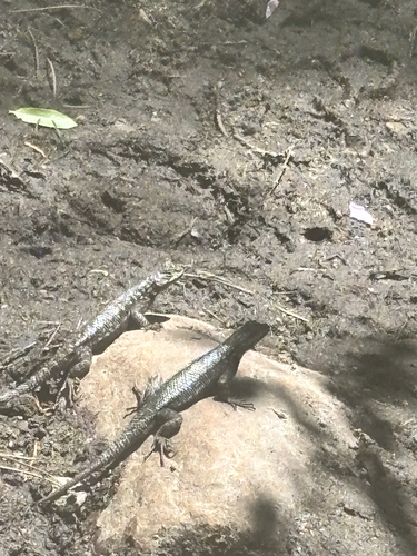 iNaturalist observation photo of Spiny Lizards