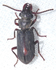 Pseudozaena