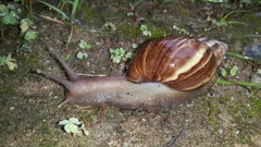 Lissachatina fulica
