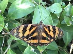 Herona marathus