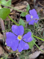 Scaevola calliptera
