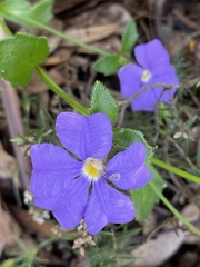 Scaevola calliptera