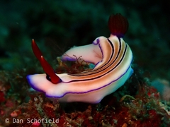 Hypselodoris emma
