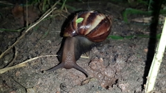 Lissachatina fulica