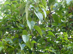 Actinidia