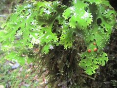 Pseudocyphellaria multifida