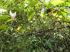 Actinidia
