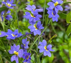 Dampiera diversifolia