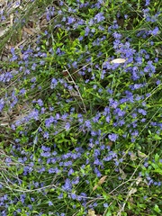 Dampiera diversifolia