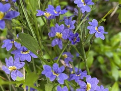 Dampiera diversifolia